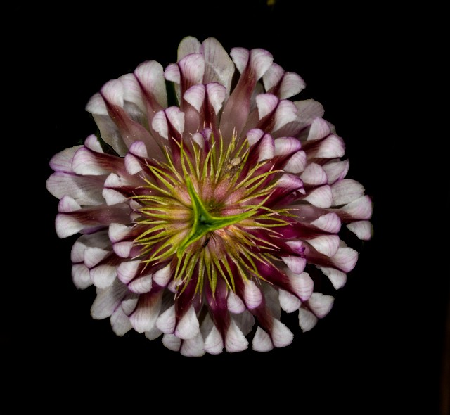 Trifolium productum - Shasta Clover 17-9026_1.jpg